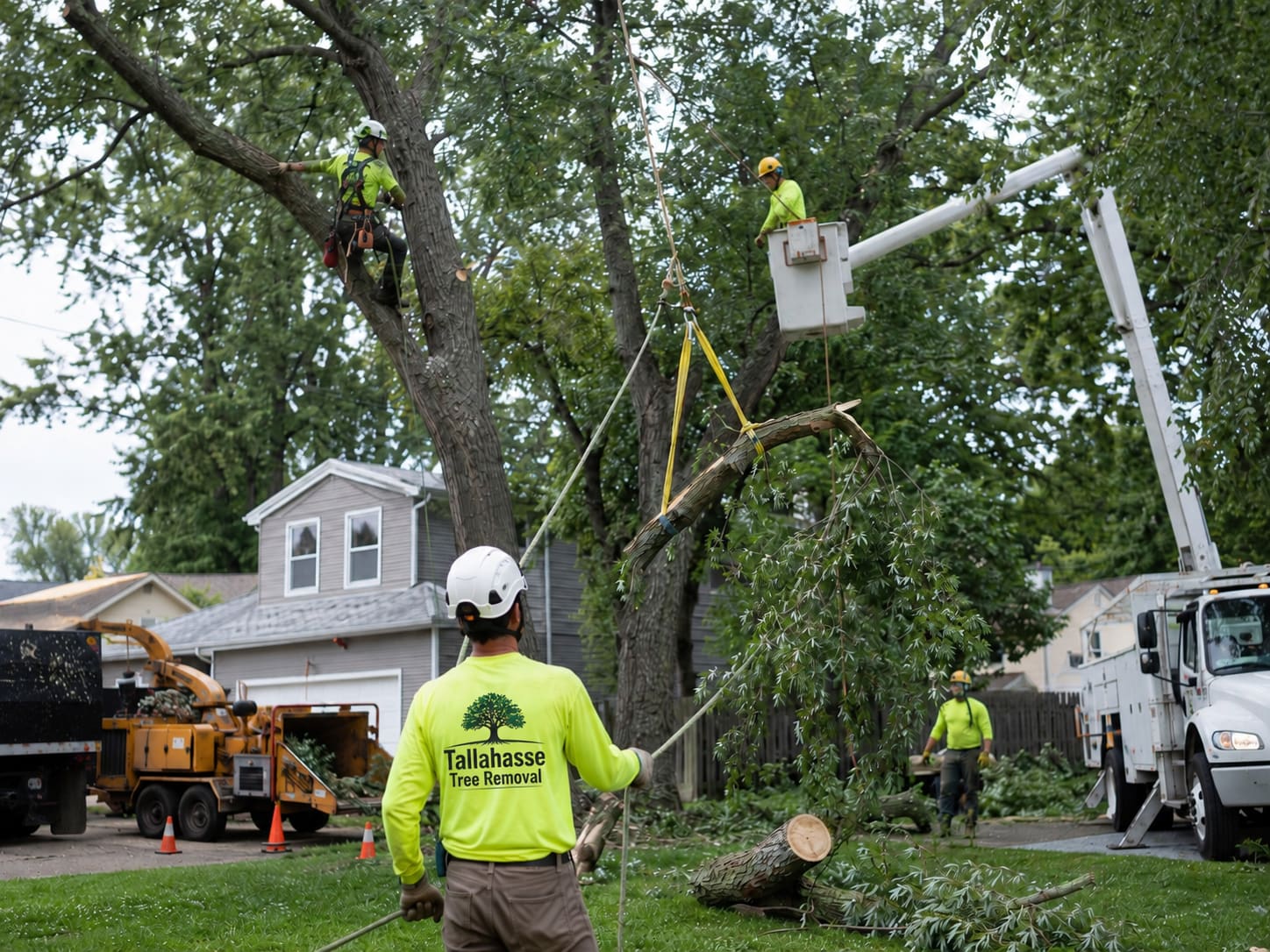 Oak Tree Removal in Tallahassee, FL